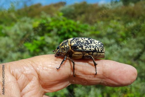 Female of beetle Polyphylla fullo on finger