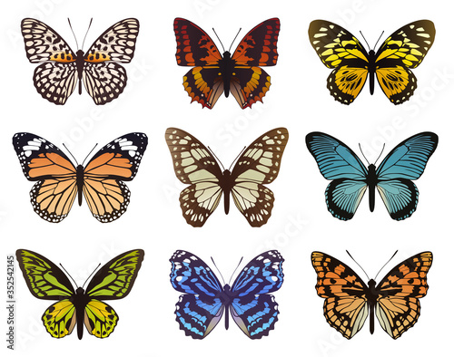 Collection of multicolored butterflies. Vector illustration. © Avilika
