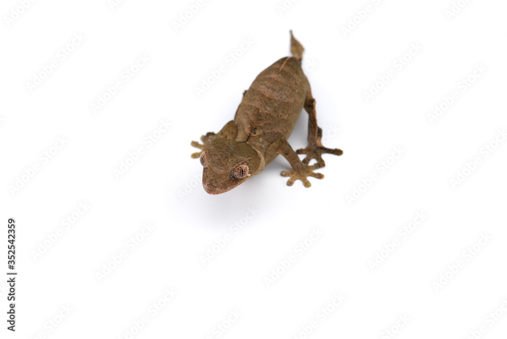 Fototapeta premium Mossy Leaf-tailed Gecko top view isolated on white bacground