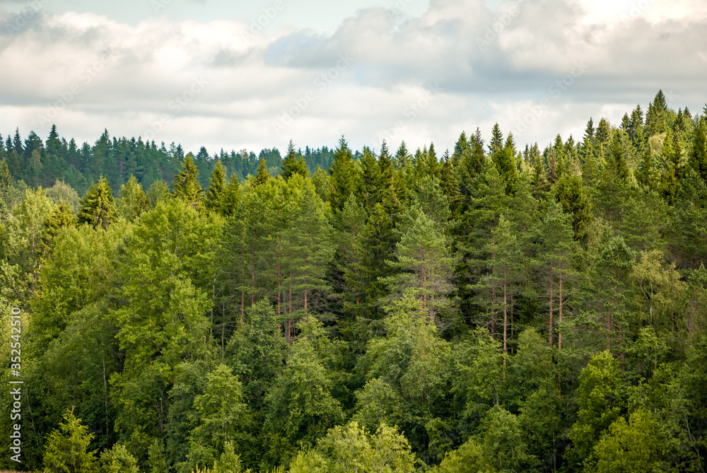 forest horizon and stormy sky forest horizon and stormy sky