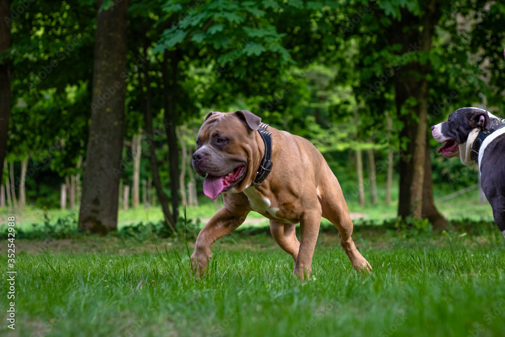 American Bully dog in the park