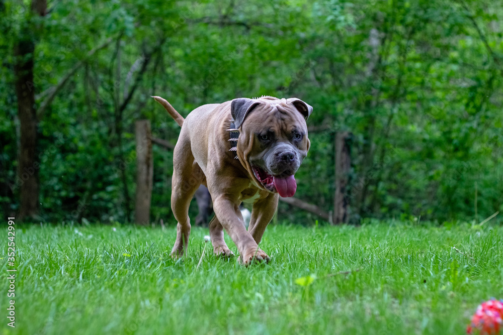 American Bully dog walking in the park American Bully dog walking in the park