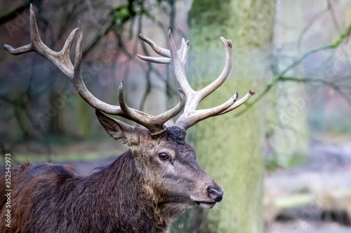 a red buck deer with large antlers © Ralph Lear