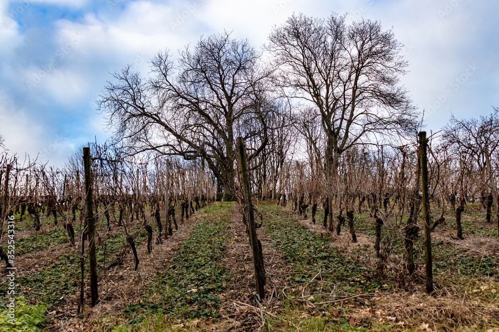 looking up a row of grape vines