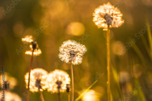 dandelions in the light of the sun close-up