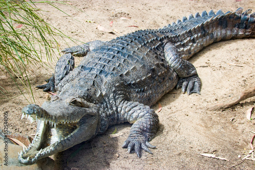The freshwater crocodile (Crocodylus johnstoni) is a species of crocodile endemic to the northern regions of Australia.
The freshwater crocodile is a relatively small crocodilian.