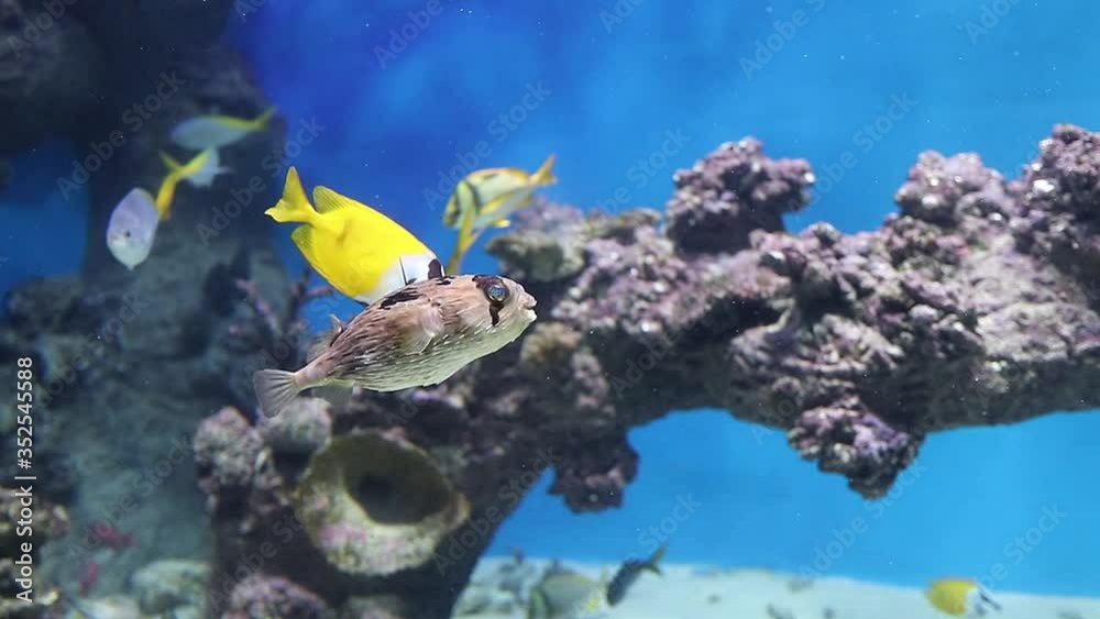 yellow fish
swim in the aquarium against the background of reefs yellow fish
swim in the aquarium against the background of reefs