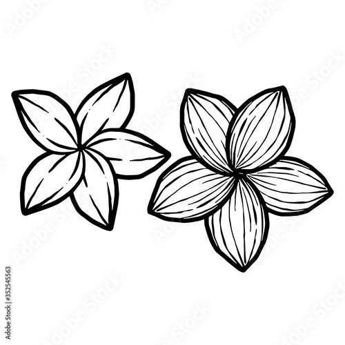 Doodle black line two flowers. Hand drawn cartoon style. Vector illustration about beautiful nature.