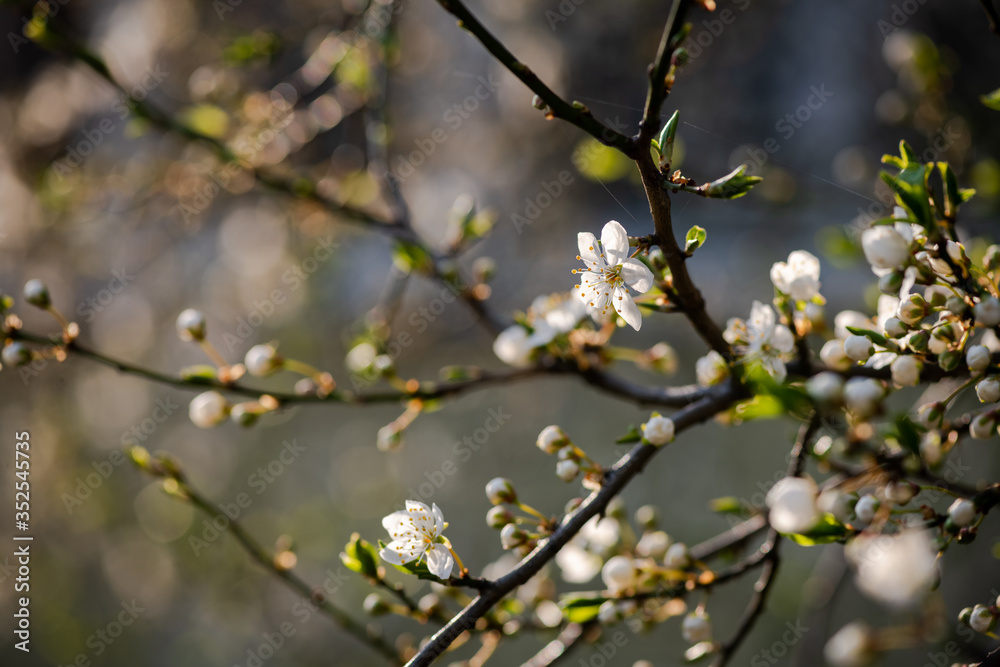 Nice white apricot spring flowers branch on blue sky background Nice white apricot spring flowers branch on blue sky background
