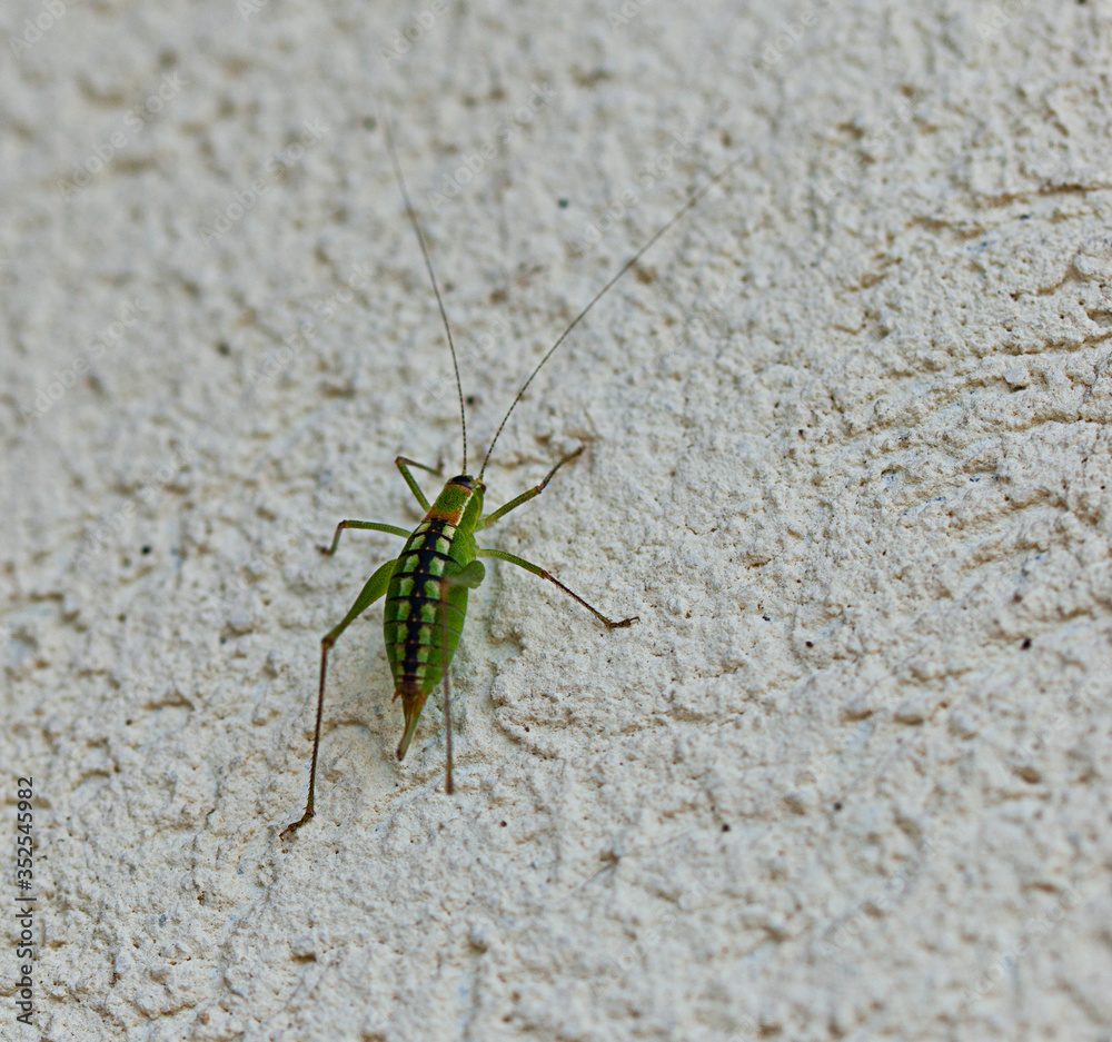Grasshopper crawling on a wall Grasshopper crawling on a wall