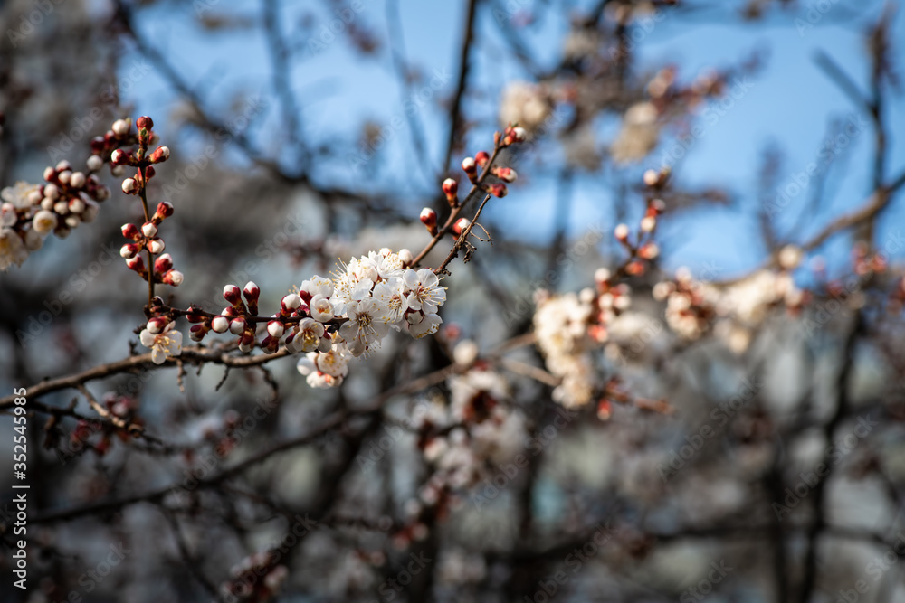 Nice white apricot spring flowers branch on blue sky background Nice white apricot spring flowers branch on blue sky background
