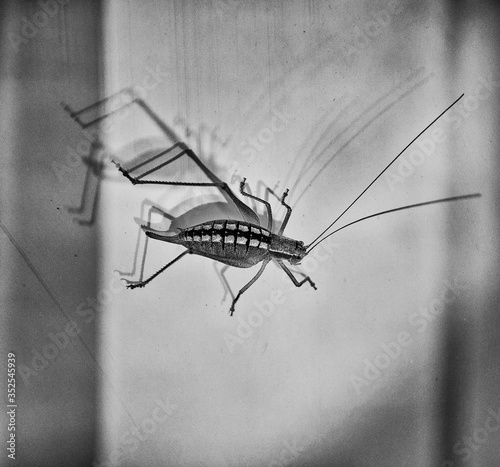 grasshopper on the window