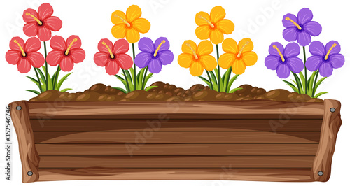 Colorful flowers in wooden box on white background