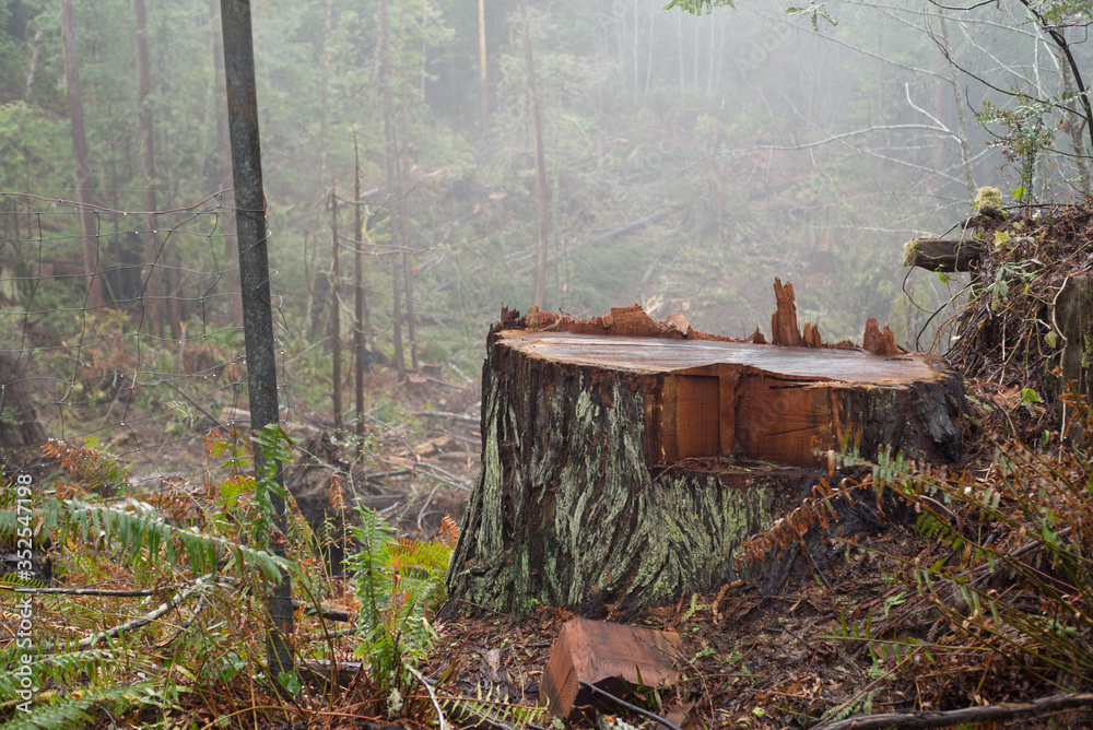 Deforestation of the ancient Redwoods in Humboldt County, Northern California Deforestation of the ancient Redwoods in Humboldt County, Northern California