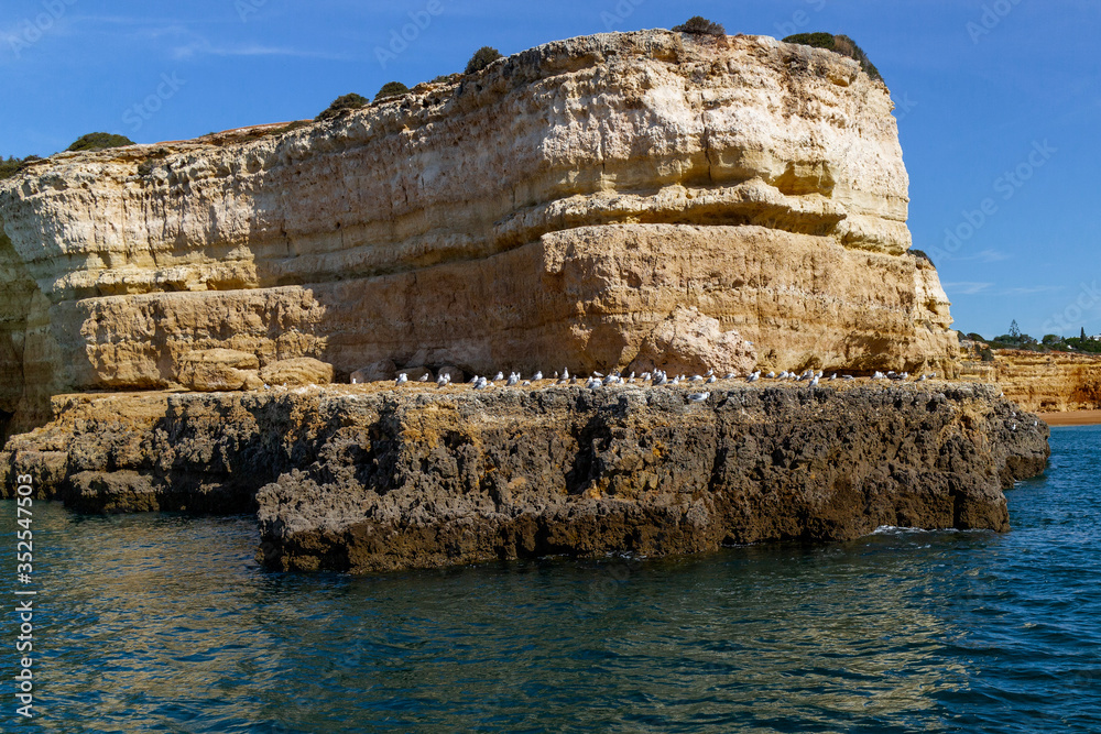 Seagulls enjoying the sun on the rocks, Algarve, Portugal.