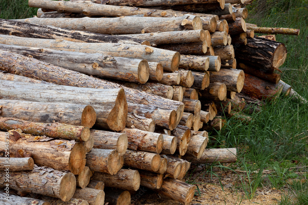 Felled trees. Trunks of pines. Logs. Woodpile. Logs at a sawmill. Felled trees. Trunks of pines. Logs. Woodpile. Logs at a sawmill.
