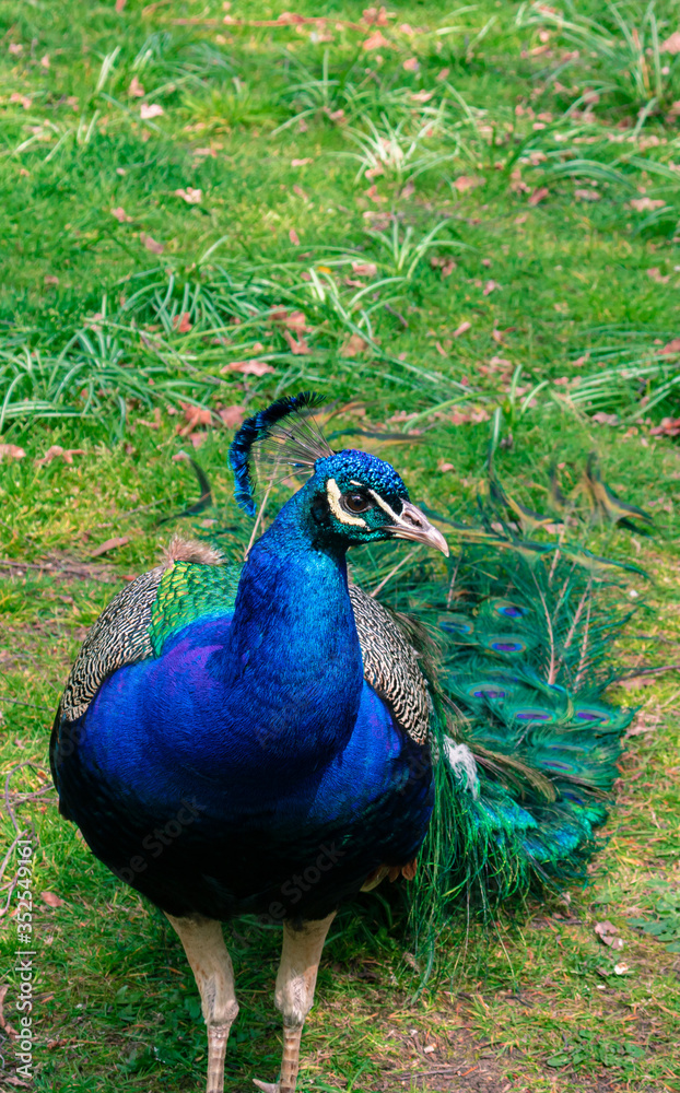 Fototapeta premium Colorful peacock