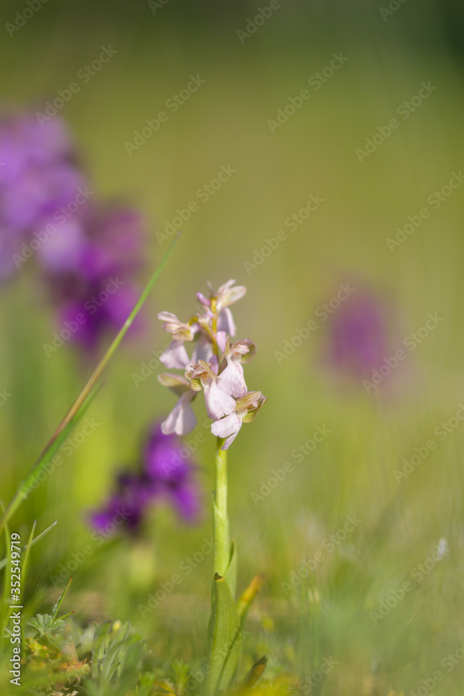 Natural hybridization between the Lady orchid (Orchis purpurea) and the Military orchid (Orchis militaris). Natural hybridization between the Lady orchid (Orchis purpurea) and the Military orchid (Orchis militaris).