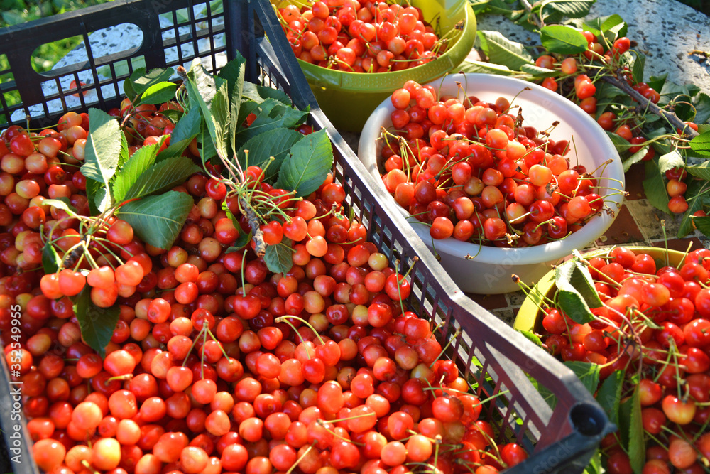 Harvest of sweet cherries fruits. Harvest of sweet cherries fruits.