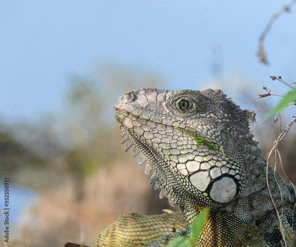 Obraz premium Iguana eating