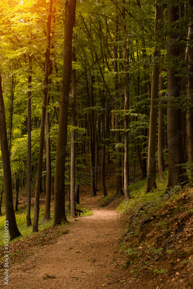 Forest walk road Pedestrian path leading to beautiful spring landscape, Banja Vrucica, Teslich , Teslic