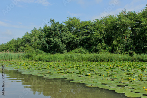 Yellow water-lily in summer of Churia river in the swamps of Kolkheti National Park. A lot of reeds. Nuphar lutea flowers. Panorama, wild view green landscape Georgia country. photo