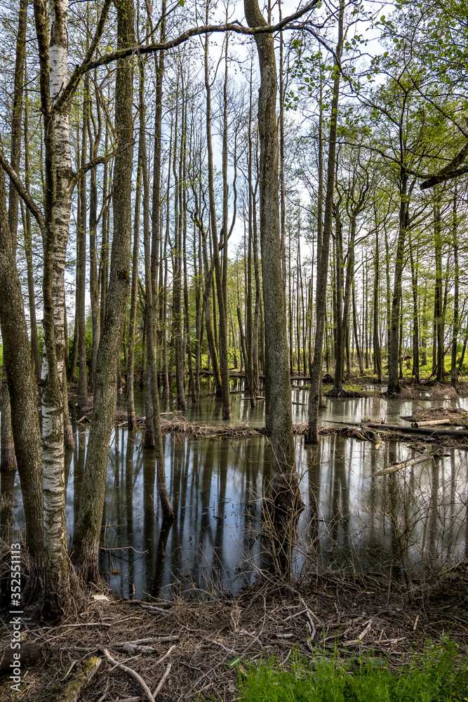 tall trees forest in water of swamp tall trees forest in water of swamp