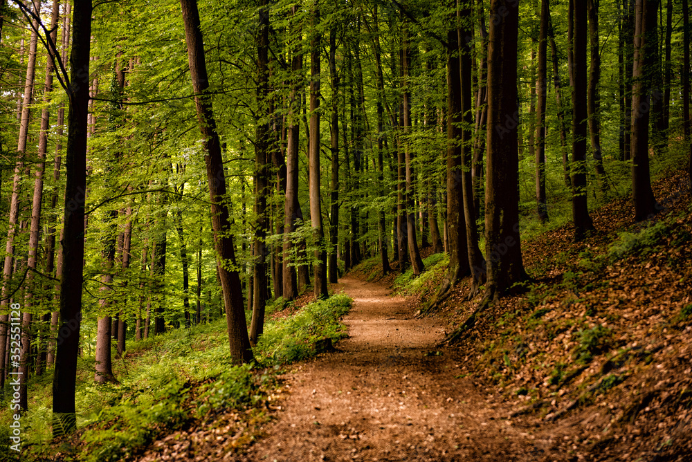 Forest walk road Pedestrian path leading to beautiful spring landscape, Banja Vrucica, Teslich , Teslic Forest walk road Pedestrian path leading to beautiful spring landscape, Banja Vrucica, Teslich , Teslic