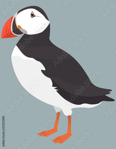 Atlantic puffin side view. Northern bird in cartoon style.