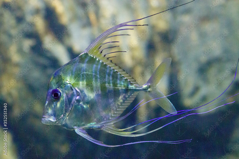 A Juveniles Indian threadfish(Alectis indica) in water. A large species of coastal marine fish of the jack family, Carangidae. A Juveniles Indian threadfish(Alectis indica) in water. A large species of coastal marine fish of the jack family, Carangidae.