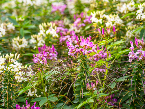 Pink and white spider flowers  Cleome hassleriana  blooming in a park in the autumn