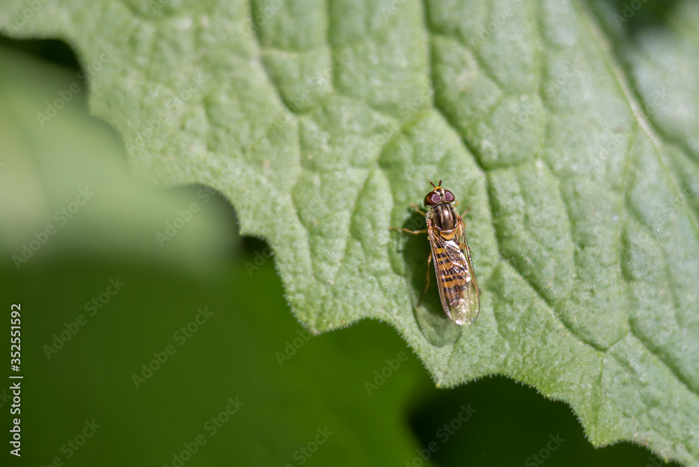 Hoverfly on leaf. One Episyrphus balteatus (marmalade hoverfly) in Lausanne, Switzerland. Hoverfly on leaf. One Episyrphus balteatus (marmalade hoverfly) in Lausanne, Switzerland.