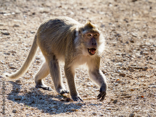 Macaque Portrait