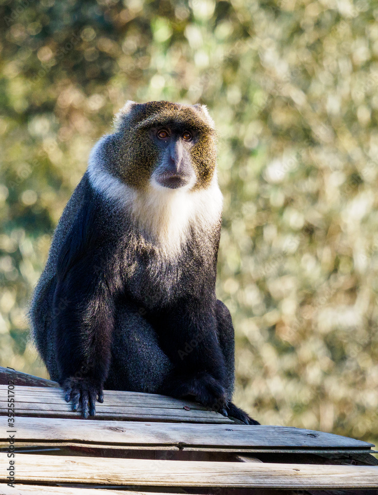 Obraz premium A Sad Monkey