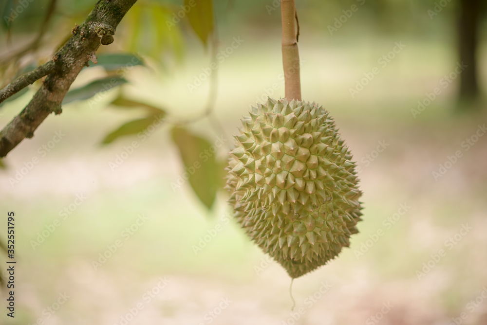 Volcanic Durian, Fresh Fruit Durian on a Tree, Durian is the King of Fruits, Tropical Fruits in Asia Volcanic Durian, Fresh Fruit Durian on a Tree, Durian is the King of Fruits, Tropical Fruits in Asia