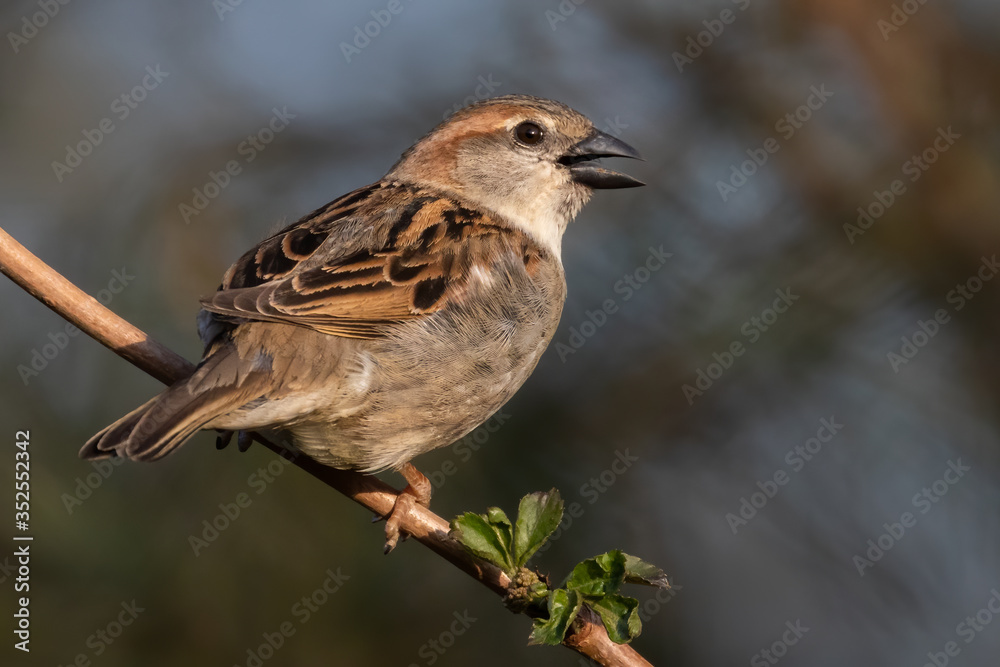 Portrait of House sparrow with open beak perched in germany Portrait of House sparrow with open beak perched in germany