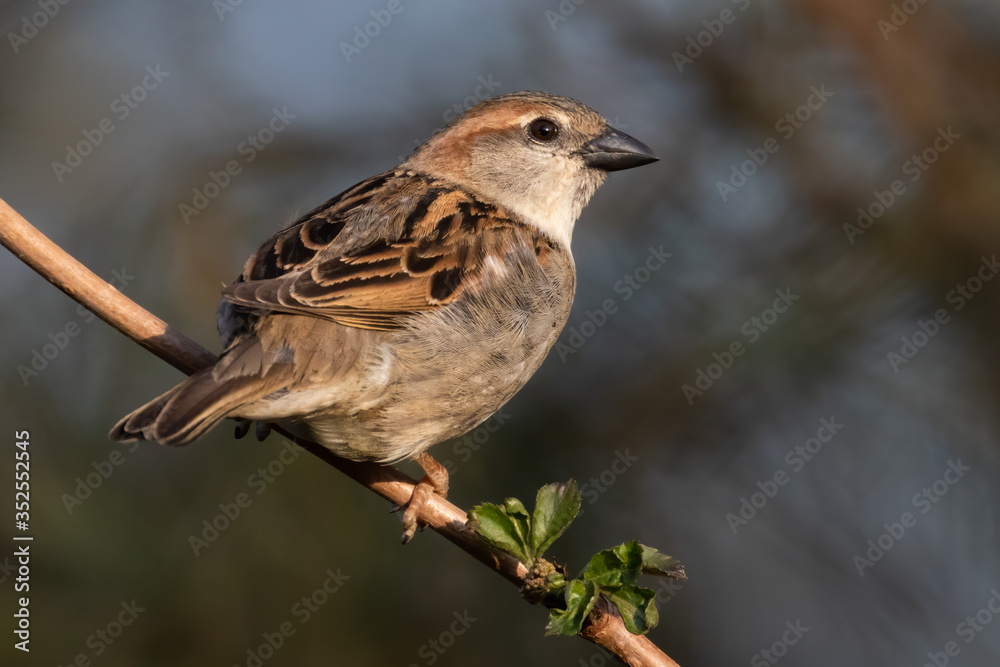 Portrait of House sparrow perched in germany Portrait of House sparrow perched in germany