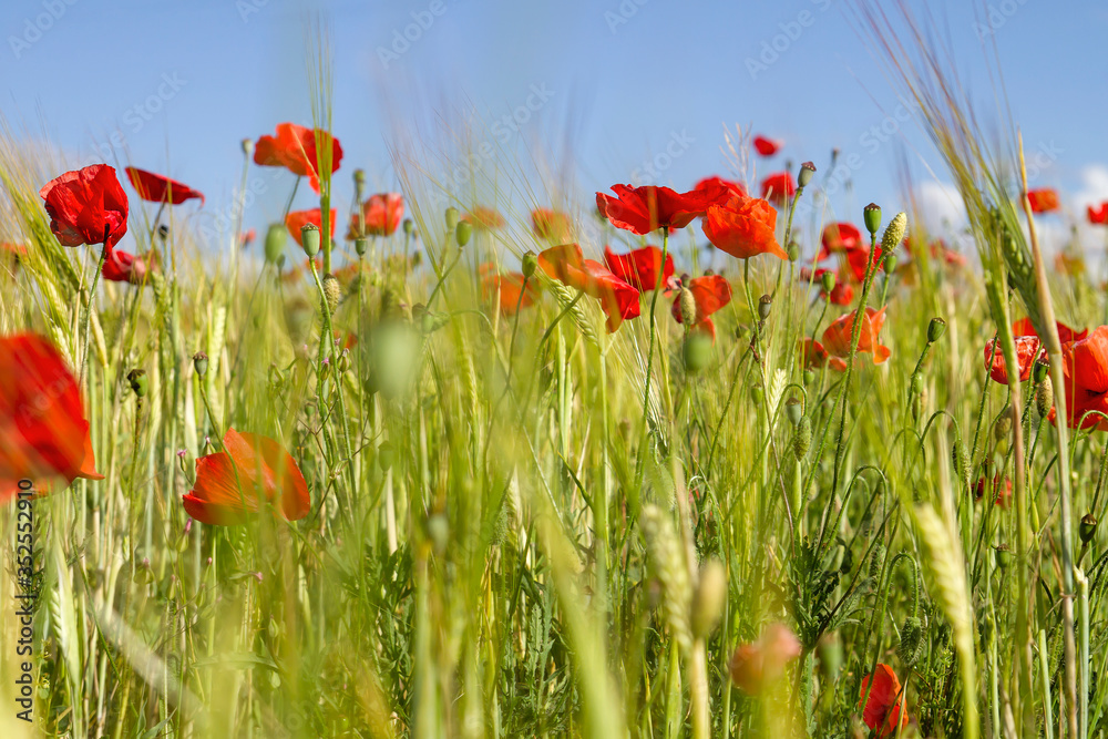 Obraz premium Dzikie kwiaty maku