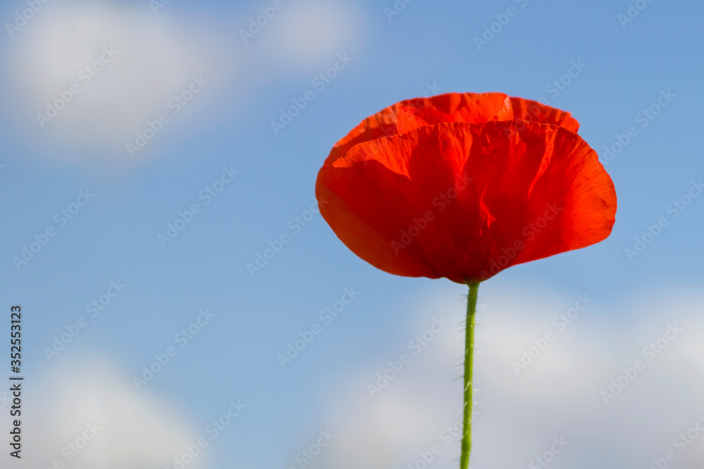 Naklejka premium Red poppy flower
