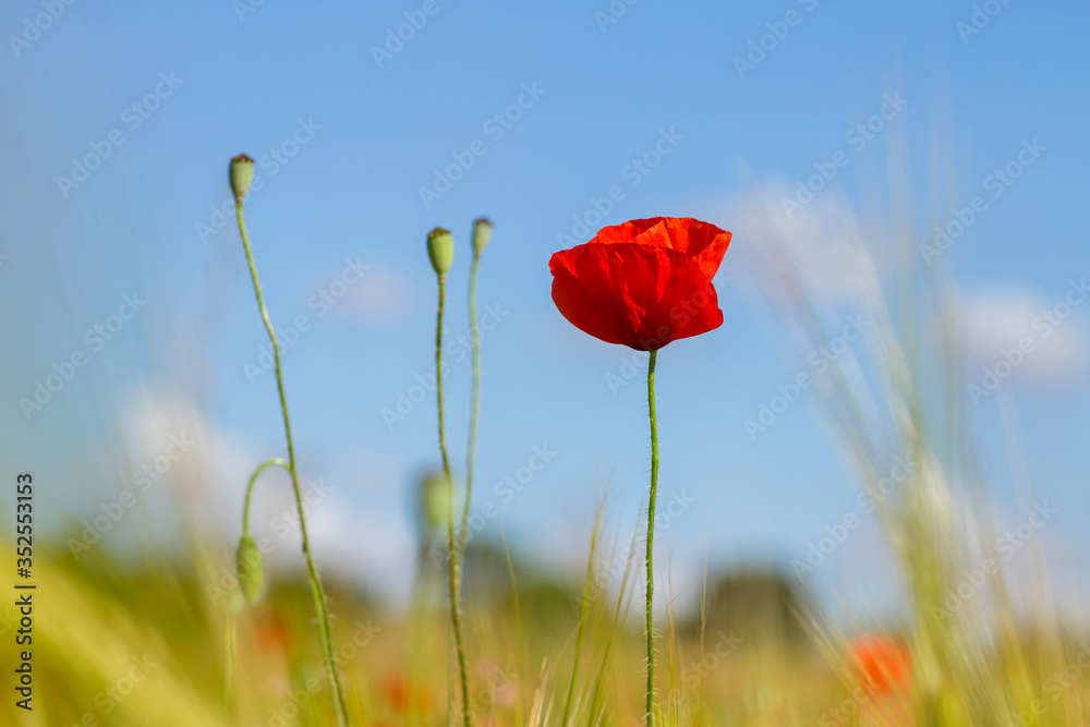 Obraz premium Wild red poppies