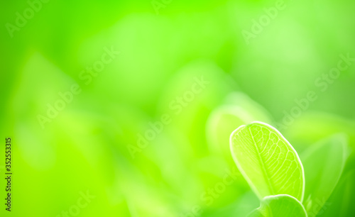 Closeup of beautiful nature view of green leaf on blurred greenery background in garden with copy space using as background natural green plants landscape, ecology, fresh wallpaper concept.