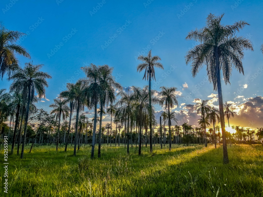 Palm and sun Palm and sun