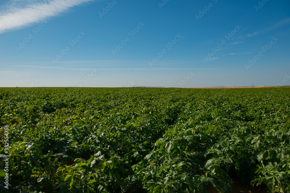 green field on the border with Egypt