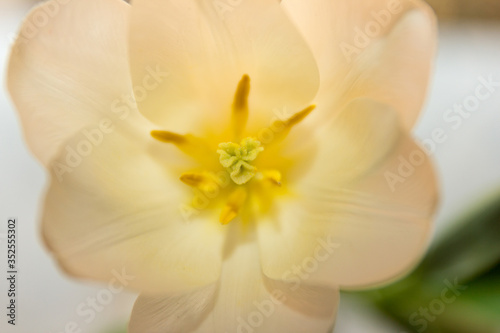 Tableau sur toile Flower and tulip structure close-up