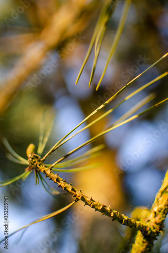 Pine tree branch close-up