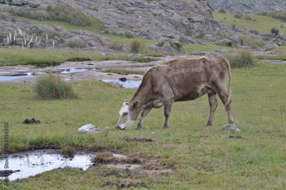 Fototapeta premium Cow posing on the grass land