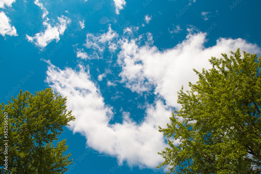Looking up on trees. Sunny weather, warm light and blue sky, bright colors. Background backdrop wallpaper with free copy space for text. Looking up on trees. Sunny weather, warm light and blue sky, bright colors. Background backdrop wallpaper with free copy space for text.