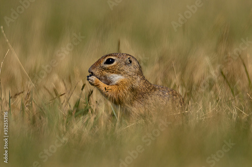 Susliks on a hungarian meadow