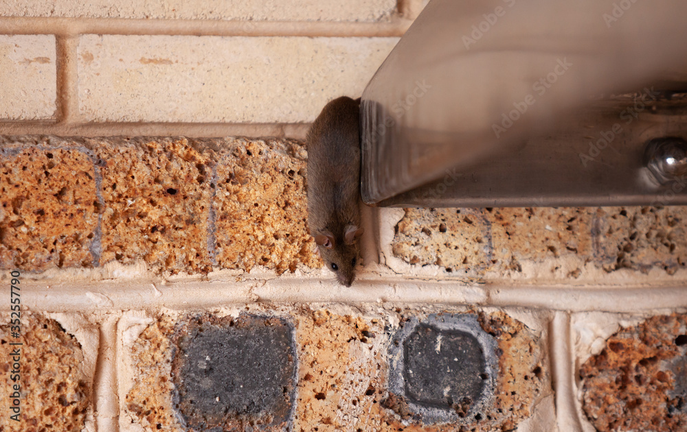 Little gray mouse crawls out of  metal construction