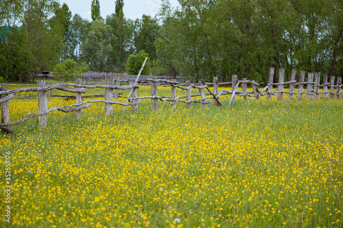 Small yellow wildflowers on a bright green field and an old wooden fence. Natural natural background. photo